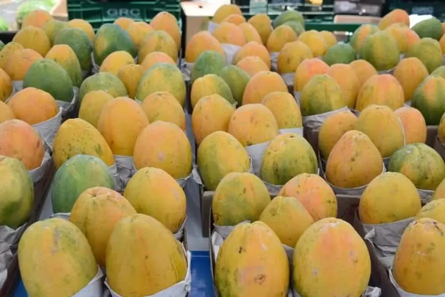 Preços do mamão sobem com menor oferta da fruta